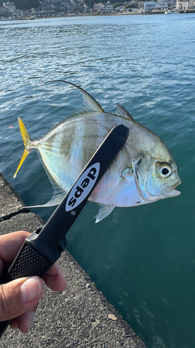 リュウキュウヨロイアジの釣果