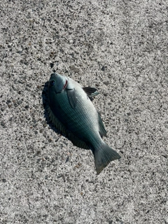 メジナの釣果