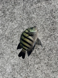 オヤビッチャの釣果