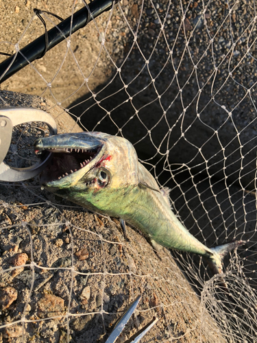 サワラの釣果