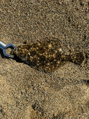 ソゲの釣果