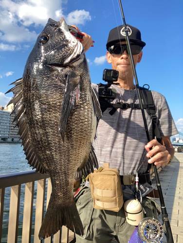 チヌの釣果