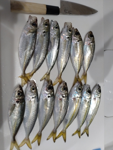 アジの釣果