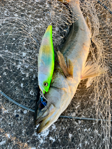 シーバスの釣果