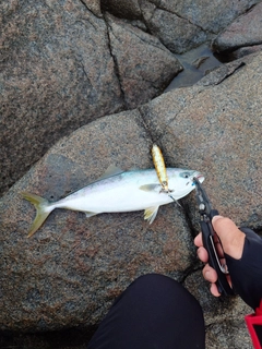 ワカシの釣果