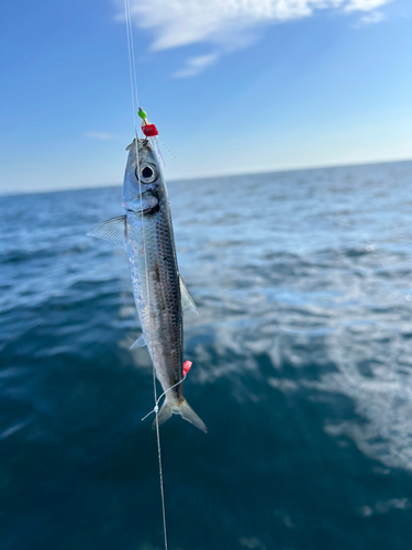 ウルメイワシの釣果