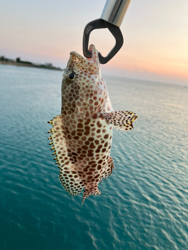 オオモンハタの釣果