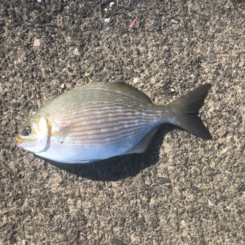 イスズミの釣果