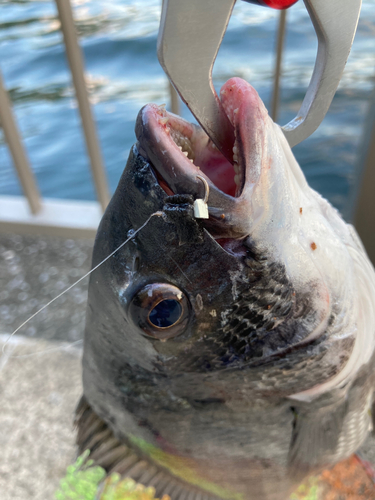 チヌの釣果