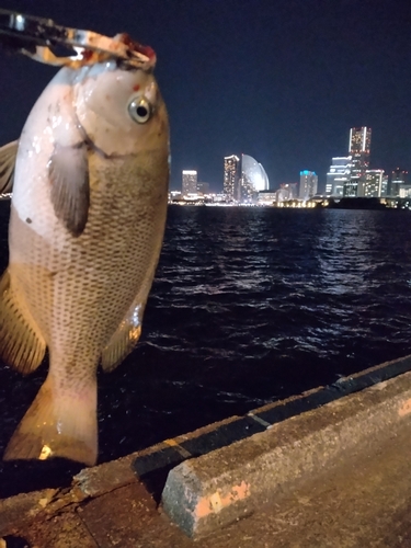 メジナの釣果