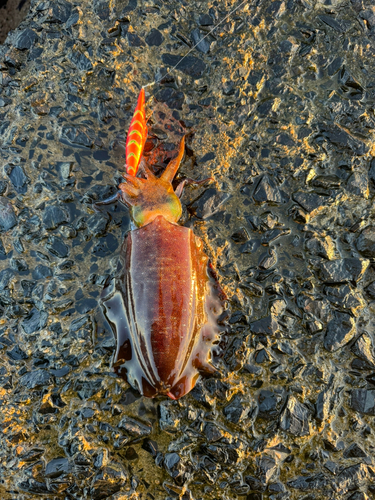 アオリイカの釣果