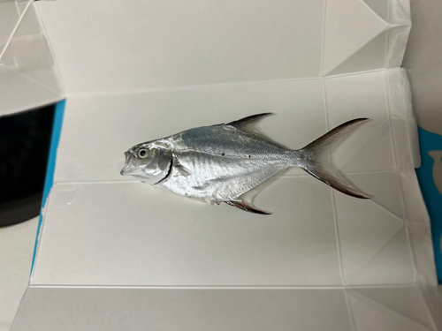 コバンアジの釣果