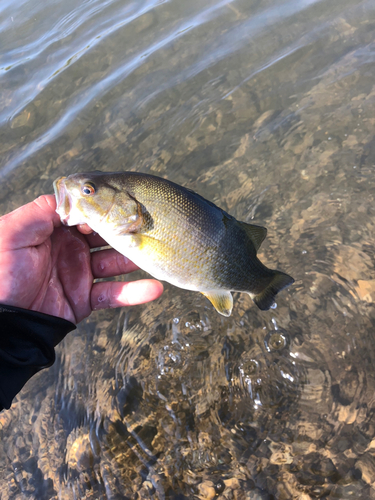 スモールマウスバスの釣果