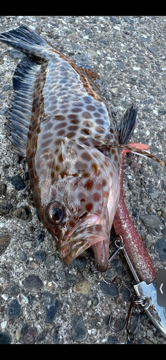 オオモンハタの釣果