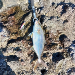 ショゴの釣果