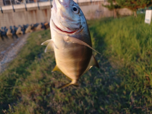 メッキの釣果