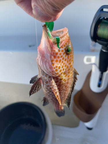 オオモンハタの釣果