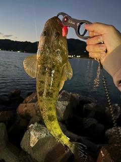 マゴチの釣果