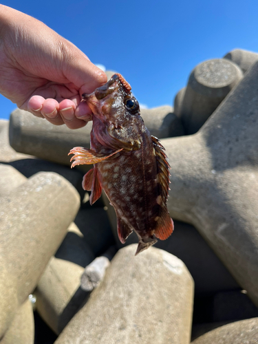 カサゴの釣果