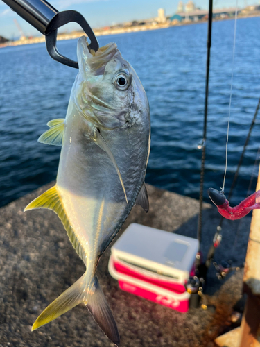 メッキの釣果