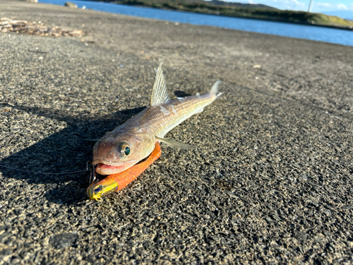 エソの釣果