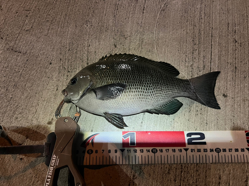 メジナの釣果