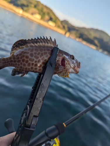 オオモンハタの釣果