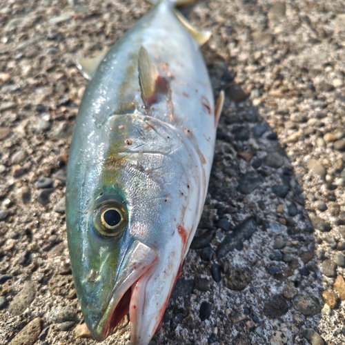 ワカシの釣果