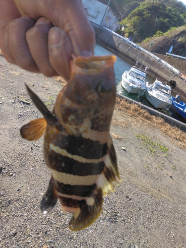 アオハタの釣果