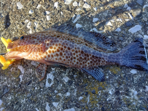 オオモンハタの釣果