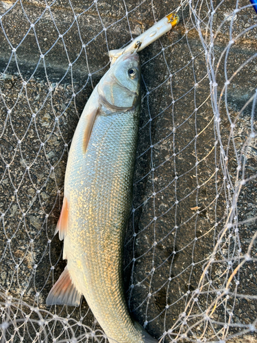 ウグイの釣果