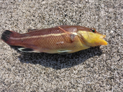 コブダイの釣果