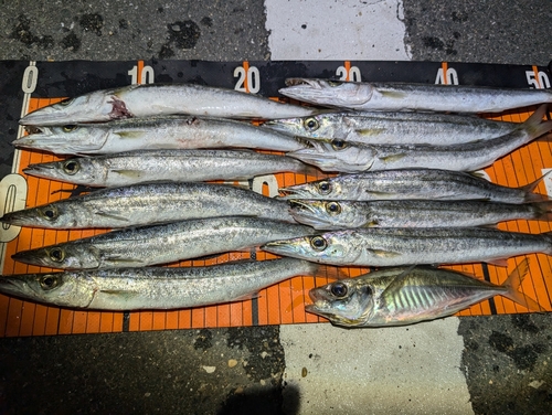 カマスの釣果