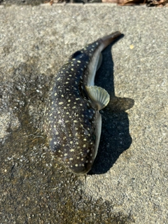 クサフグの釣果