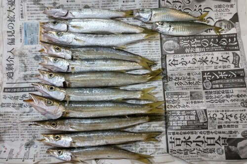 アカカマスの釣果