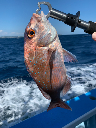 スマガツオの釣果