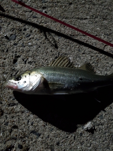 セイゴ（ヒラスズキ）の釣果