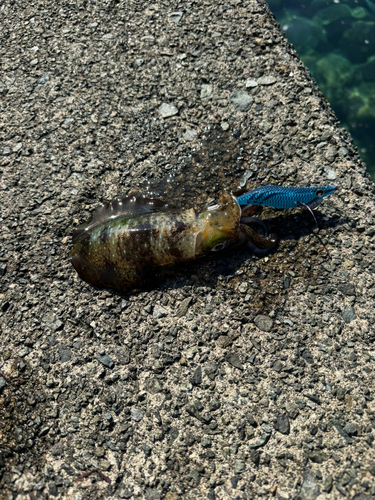 アオリイカの釣果