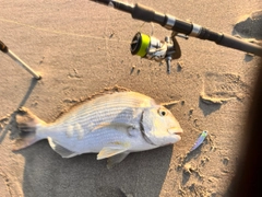 ヘダイの釣果