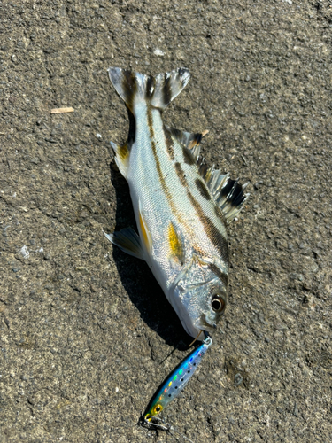 コトヒキの釣果