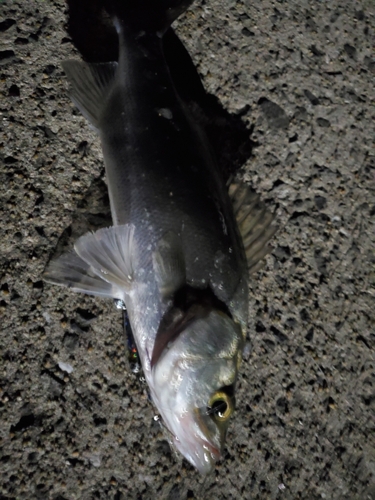 セイゴ（ヒラスズキ）の釣果