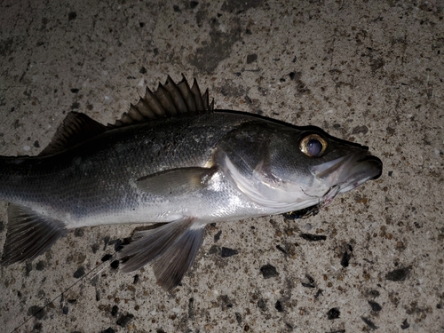 セイゴ（ヒラスズキ）の釣果