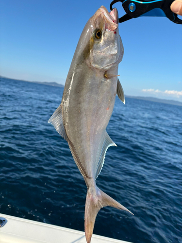 シオの釣果