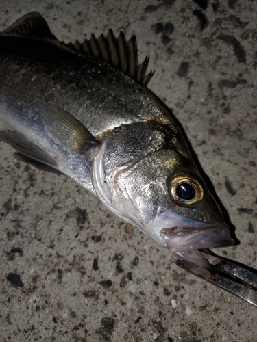 セイゴ（ヒラスズキ）の釣果