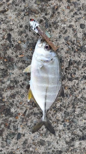 ヒラアジの釣果