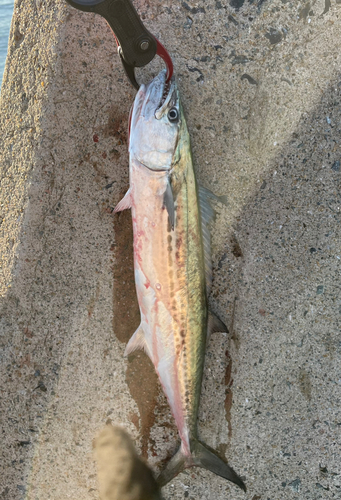 サゴシの釣果