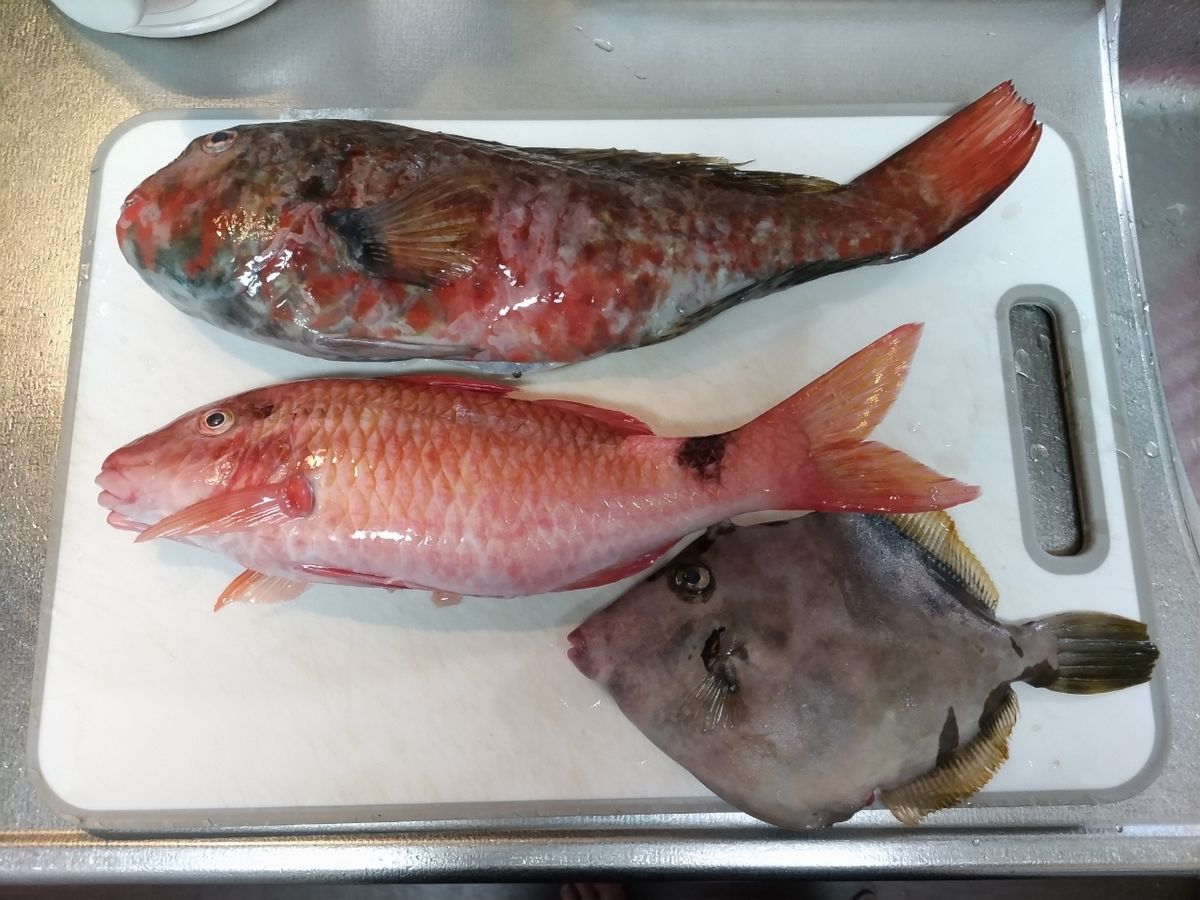 シニアアングラーTENさんの釣果 3枚目の画像