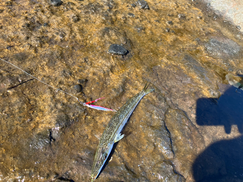 カマスの釣果