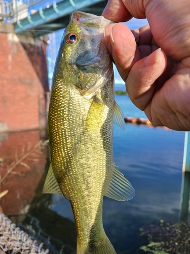 ラージマウスバスの釣果