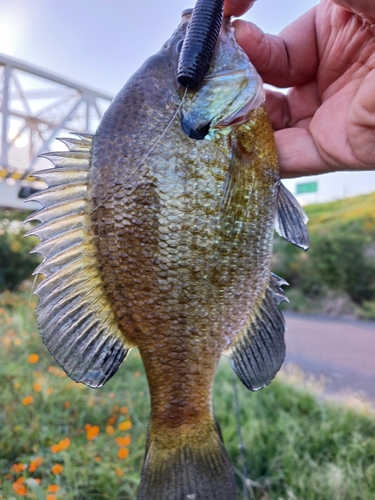 ブルーギルの釣果